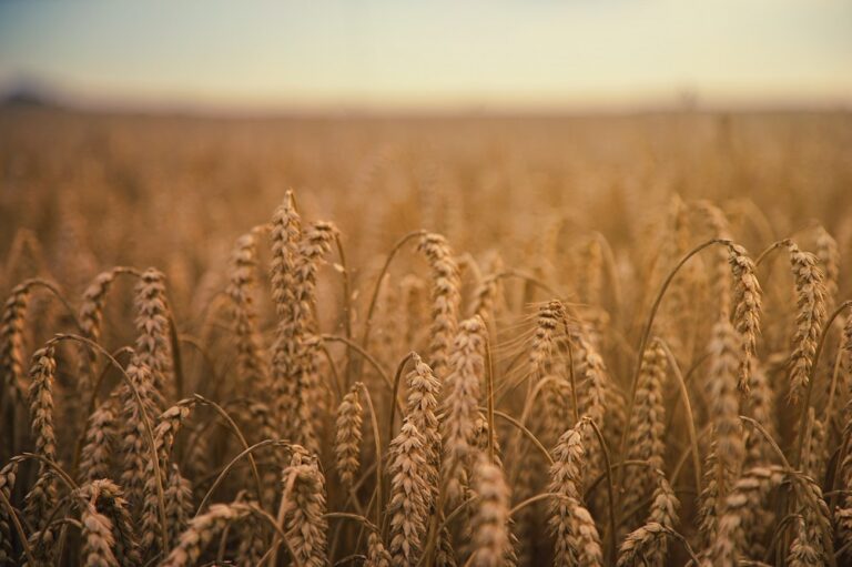 field of grains