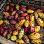 cocoa pods, cacao, cocoa futures, trading