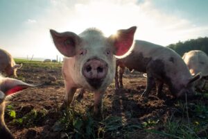 Swine fever threatens Italy’s pork business